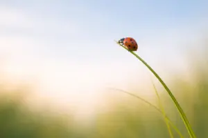 Krafttier Marienkäfer